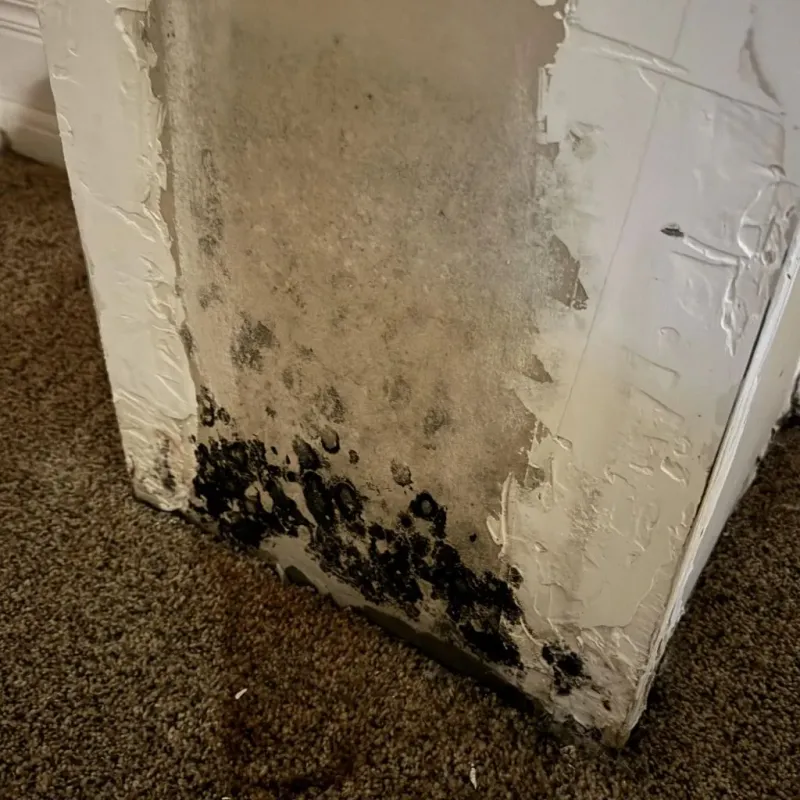 Professional Mold Removal in Milton, WV